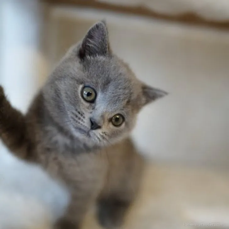 ID：2303-01155の子猫