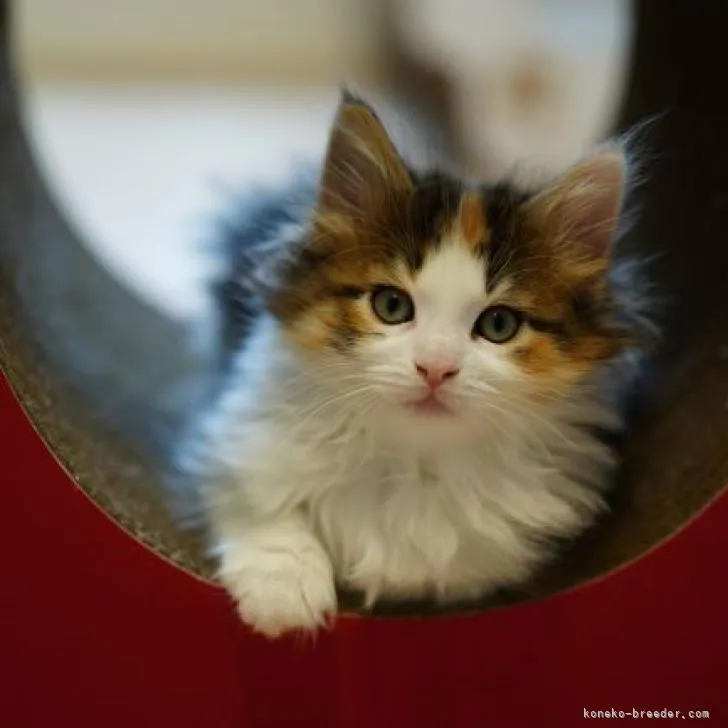 ID:2212-00588の子猫