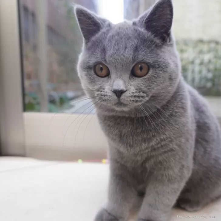 ID:2308-01529の子猫