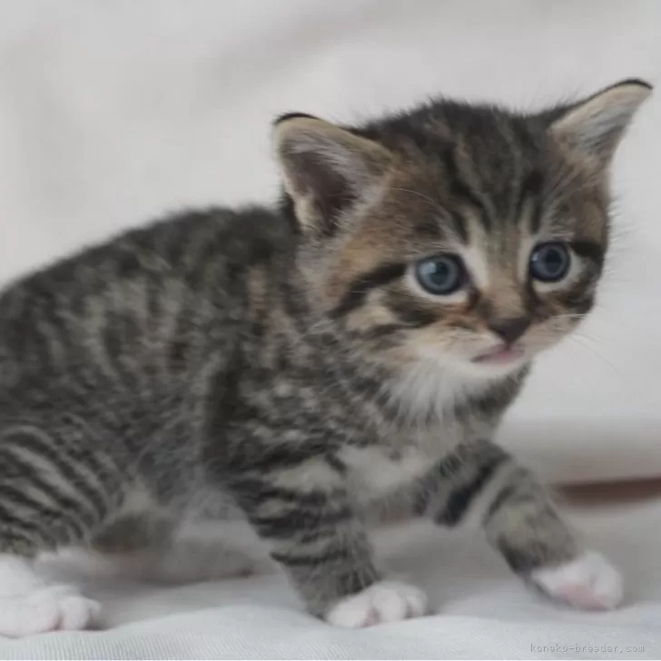 ID:2408-00456の子猫