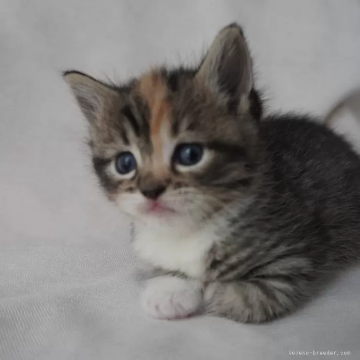 T.M 様のお迎えした子猫