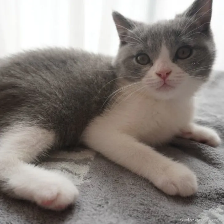 ID：2308-01531の子猫