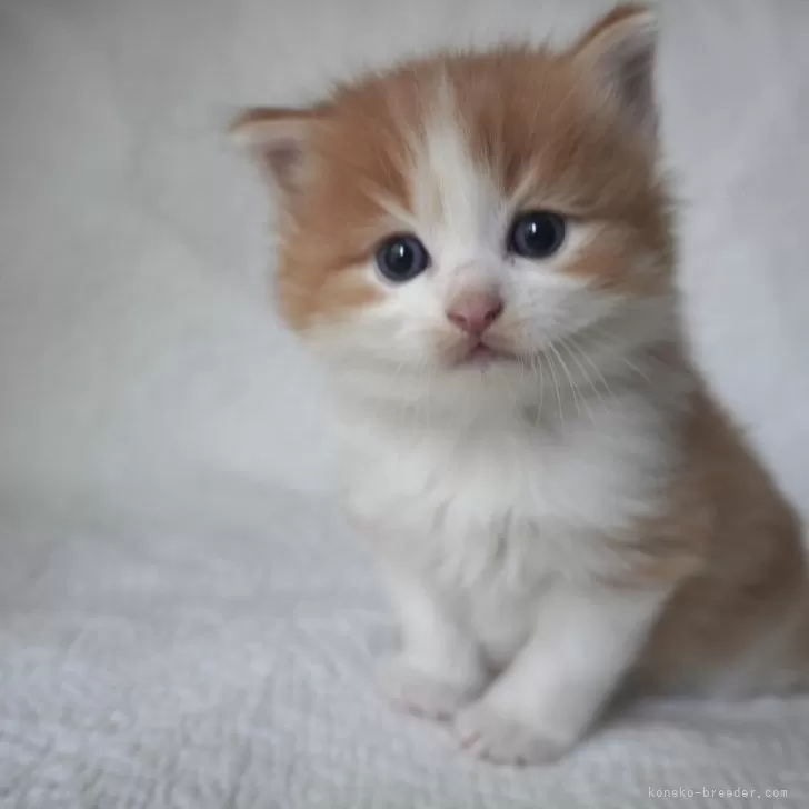 ID:2409-02214の子猫