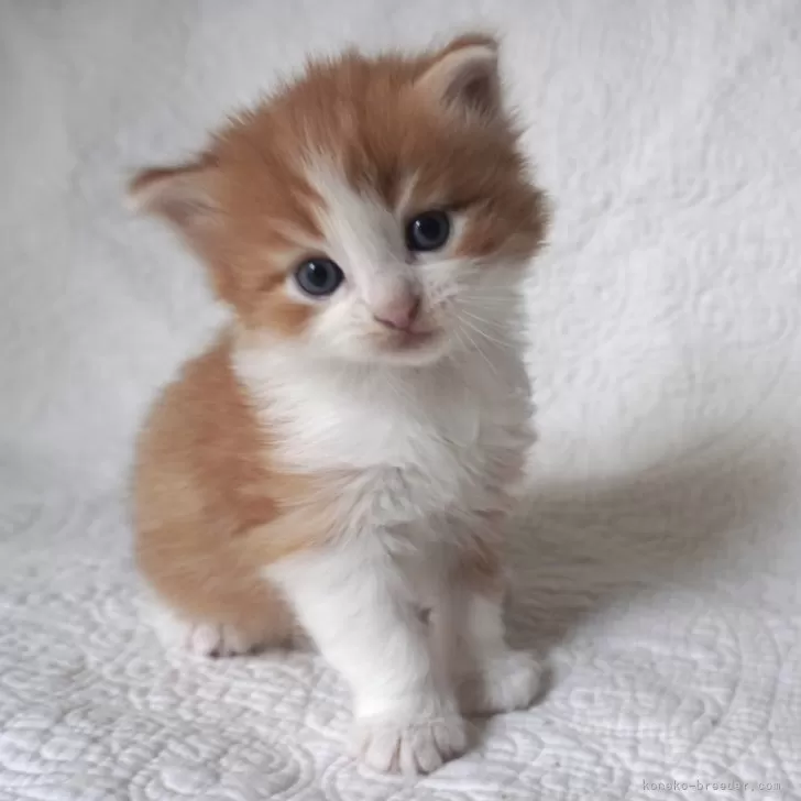 ID:2409-02216の子猫