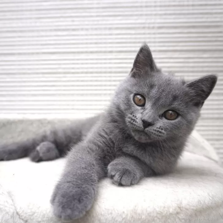 ID:2403-01664の子猫