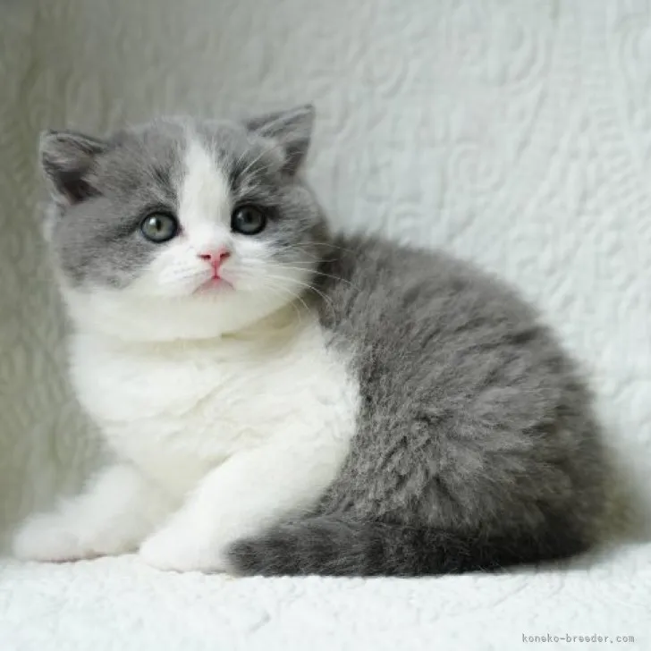 ID：2303-01140の子猫