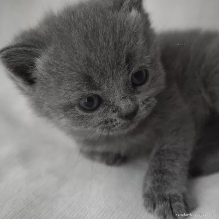 T.Y 様のお迎えした子猫