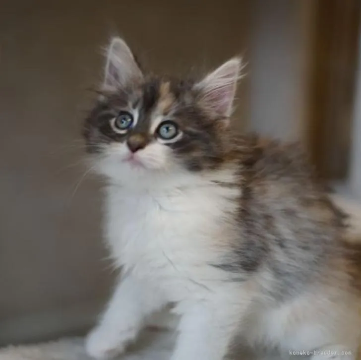 ID:2212-00585の子猫