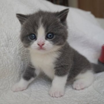 ブリティッシュショートヘア【愛知県・男の子・2023年7月29日・ブルータビーホワイト】の写真「かわいい男の子！」