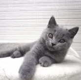 ブリティッシュショートヘア【愛知県・女の子・2024年2月12日・ブルー】の写真1