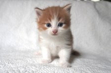 ノルウェージャンフォレストキャット【・男の子・2024年8月25日・レッドタビーホワイト】「子猫の時の写真」
