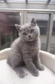 ブリティッシュショートヘア【愛知県・女の子・2024年2月12日・ブルー】の写真4