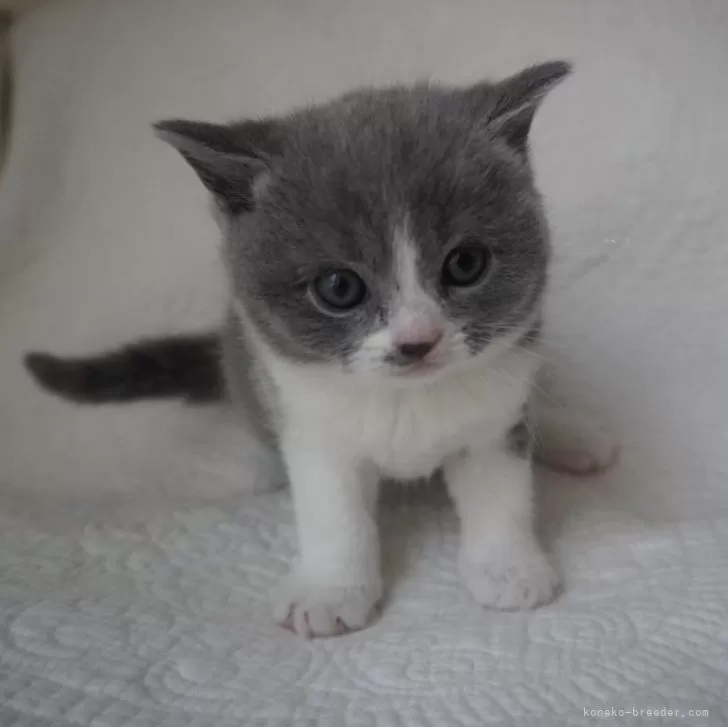 ID：2503-00213の子猫