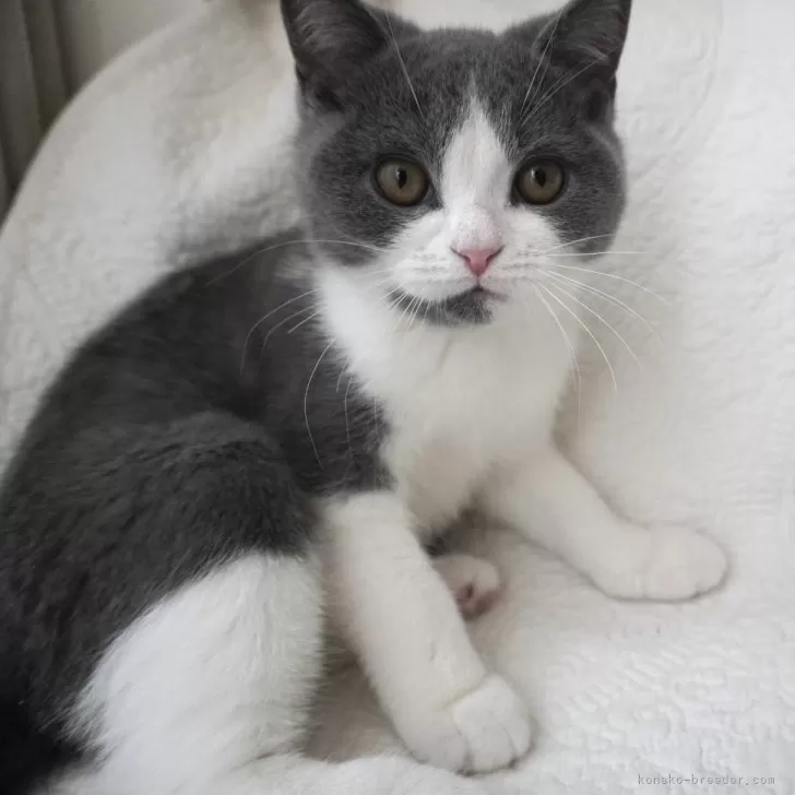 ID：2412-00688の子猫