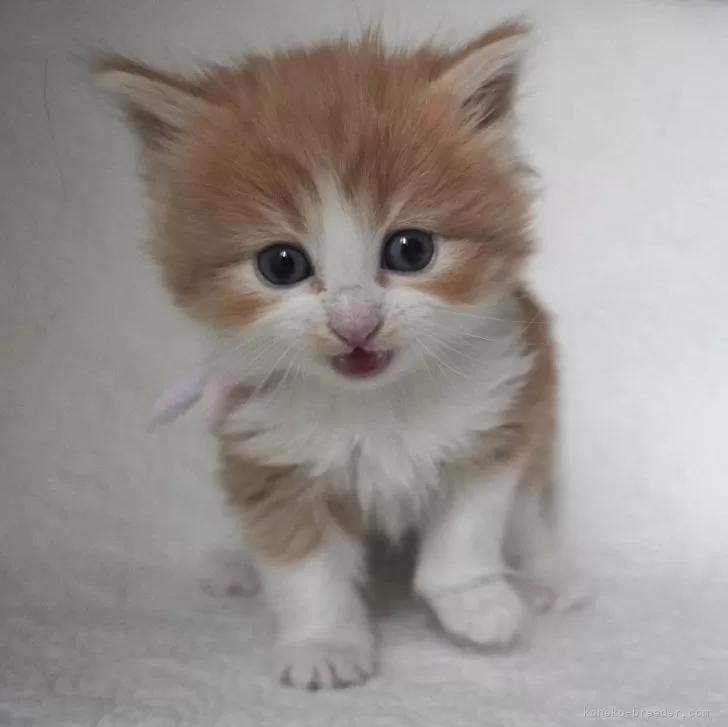 ID:2503-01405の子猫