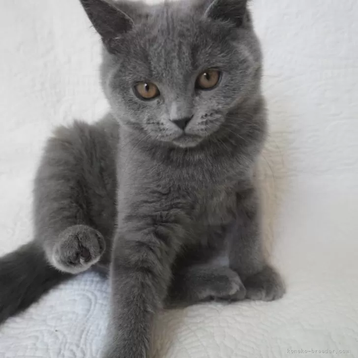 ID:2412-00693の子猫