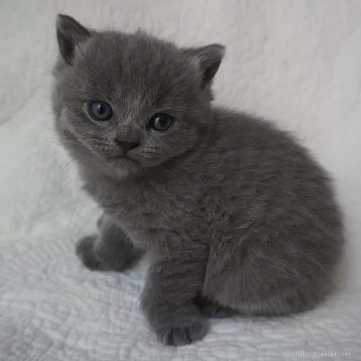 ID:2503-00215の子猫