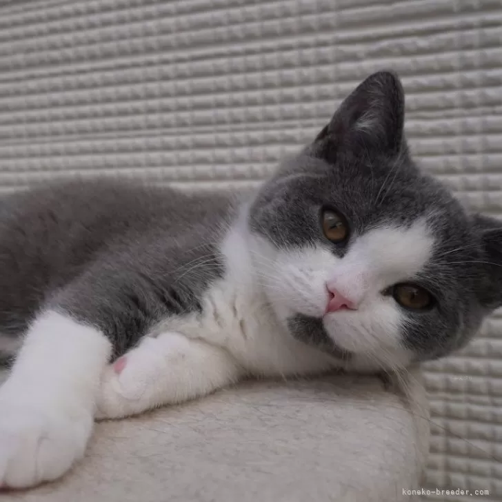ID:2412-00689の子猫