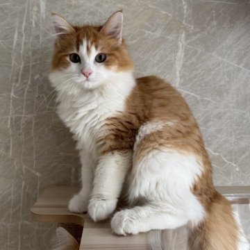 ノルウェージャンフォレストキャット【愛知県・女の子・2025年7月6日・レッドタビーホワイト】の写真「オンライン見学も可能です！」