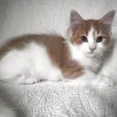 ノルウェージャンフォレストキャット