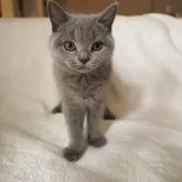 ブリティッシュショートヘア
