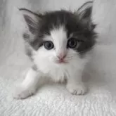ノルウェージャンフォレストキャット