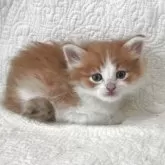 ノルウェージャンフォレストキャット