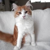 ノルウェージャンフォレストキャット