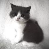 ブリティッシュショートヘア