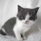 ブリティッシュショートヘア
