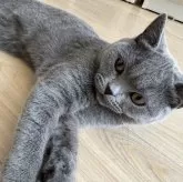 ブリティッシュショートヘア【愛知県・男の子・2024年11月7日・ブルー】の写真1