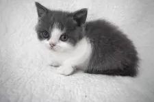 ブリティッシュショートヘア【愛知県・女の子・2025年4月4日・ブルータビーホワイト】の写真2