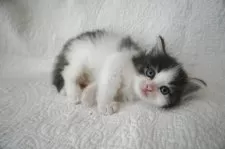 ノルウェージャンフォレストキャット【愛知県・男の子・2025年7月6日・ブラックタビーホワイト】の写真3