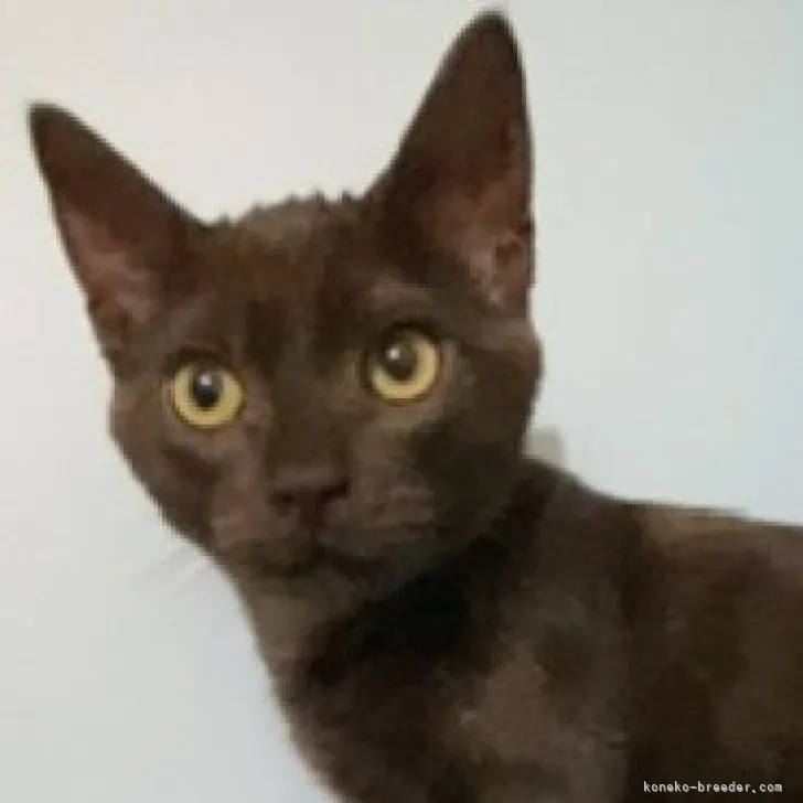 ID:2304-01361の子猫