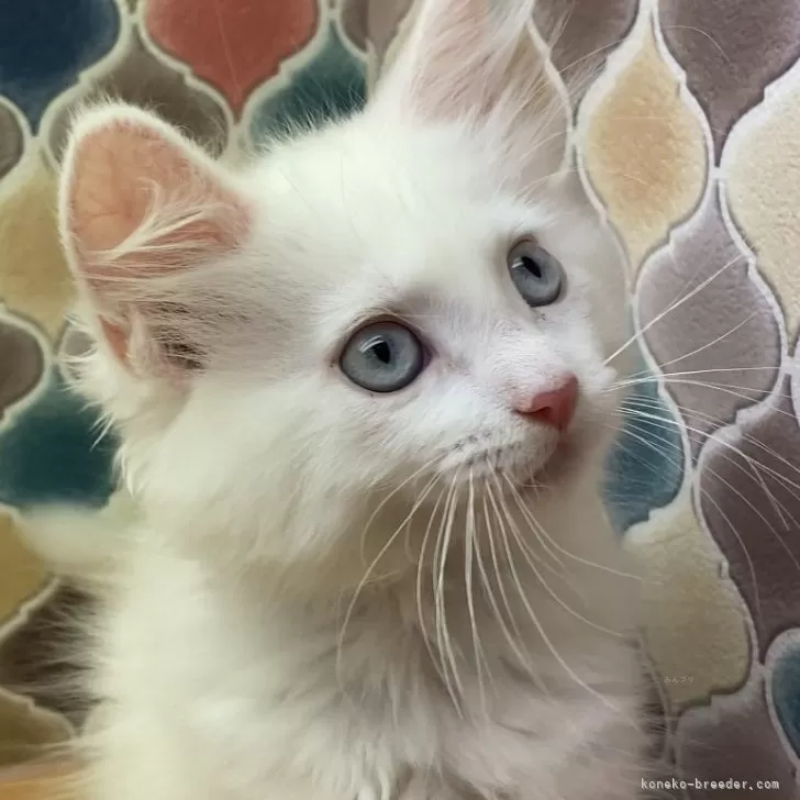 ID:2407-02369の子猫