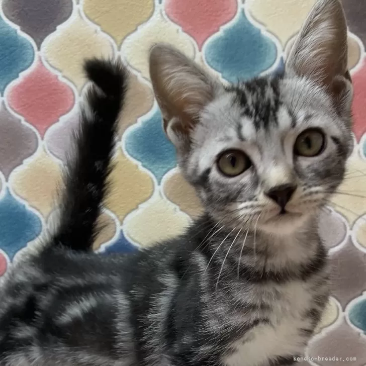 ID：2406-03205の子猫