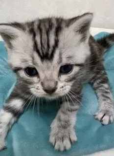 ID:2204-01112の子猫