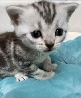 ID：2204-01114の子猫