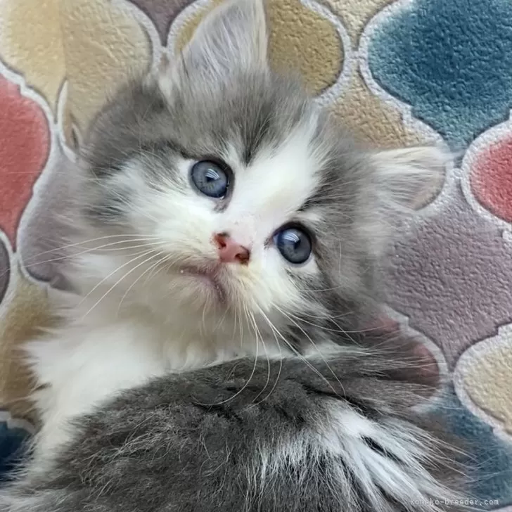 lily 様のお迎えした子猫