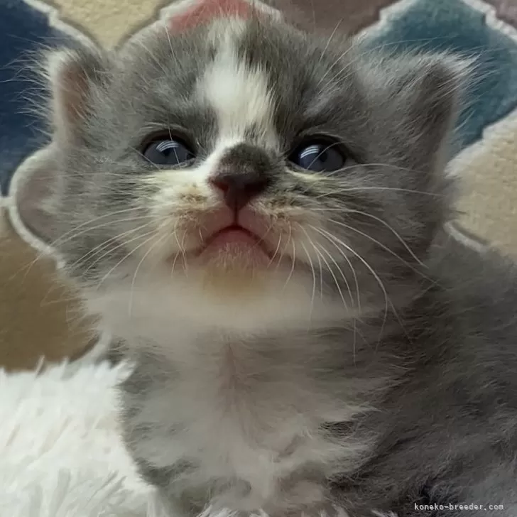 ID：2408-02606の子猫