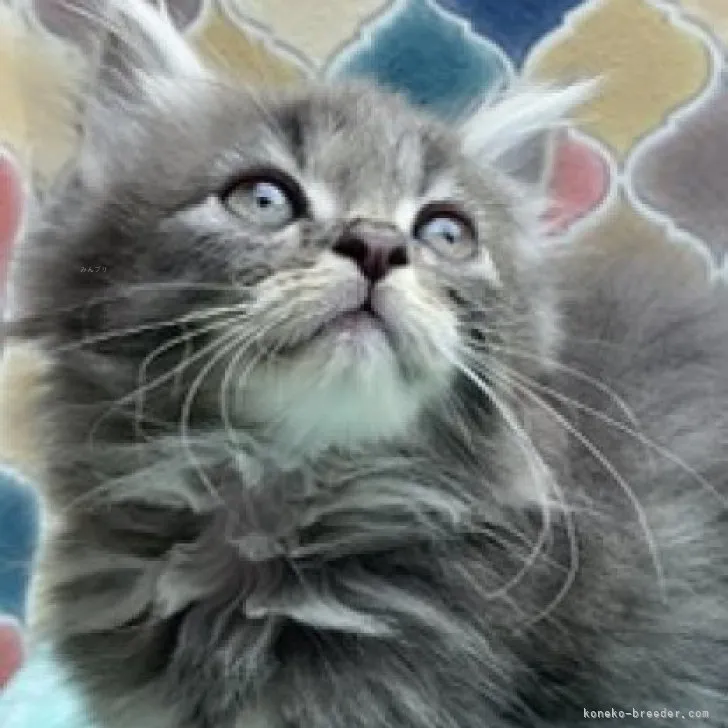 ID：2310-02882の子猫