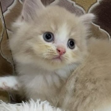 スコティッシュフォールド(立ち耳)【愛知県・男の子・2023年8月25日・クリーム&ホワイト（ロングヘア）】の写真「スコティッシュの男の子生まれました♂」