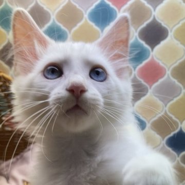 メインクーン【愛知県・男の子・2024年8月24日・ホワイト】の写真「メインクーンの男の子♂」