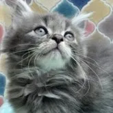 ノルウェージャンフォレストキャット【愛知県・女の子・2023年9月1日・ブルータビー】の写真1