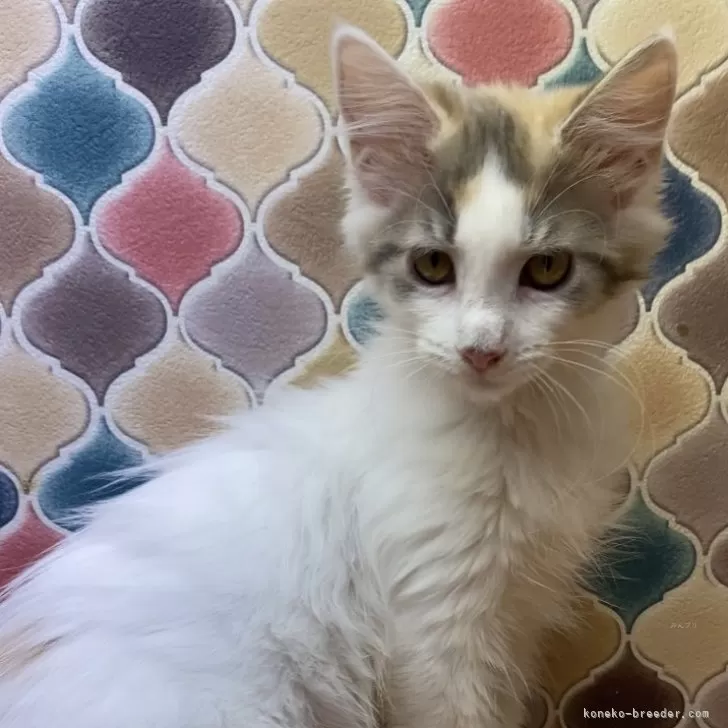 ID：2506-02211の子猫