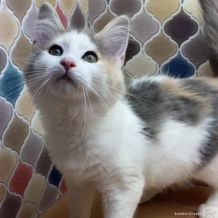 T.Y 様のお迎えした子猫
