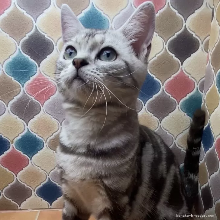 ID：2503-01475の子猫