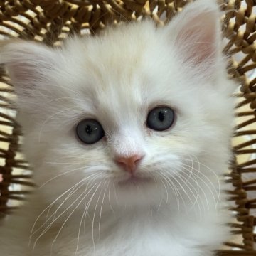 スコティッシュフォールド(立ち耳)【愛知県・男の子・2025年2月22日・クリームタビー&ホワイト】の写真「スコティシュの男の子生まれました♂」