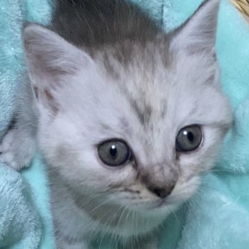 スコティッシュフォールド(立ち耳)【愛知県・女の子・2025年3月31日・ブルータビー】の写真「スコティッシュの女の子♀」