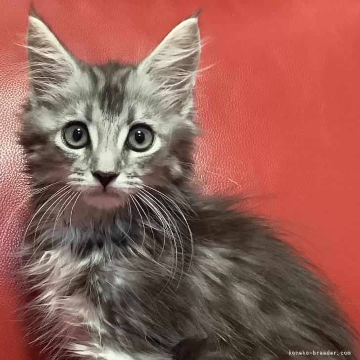 ID:2407-02855の子猫